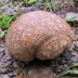 Calvatia Puffball